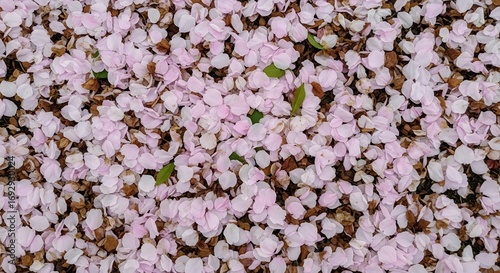 Wallpaper Mural Spring blossom petals scattered on ground creating a soft colorful texture under natural daylight Torontodigital.ca