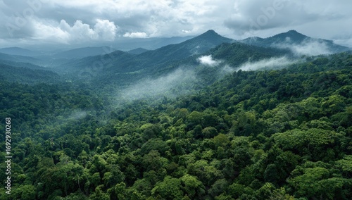 Lush green forest landscape, rolling hills, misty clouds, vast expanse