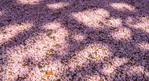 Wallpaper Mural Spring blossom petals scattered on ground creating a soft colorful texture under natural daylight Torontodigital.ca