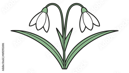 Two White Snowdrop Flowers Green Stems Leaves Vector Illustration
