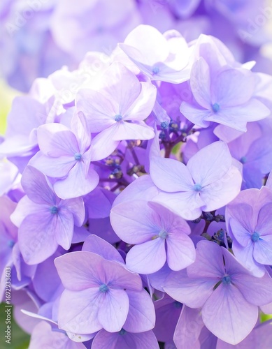 Close-up of vibrant lavender hydrangea blossoms