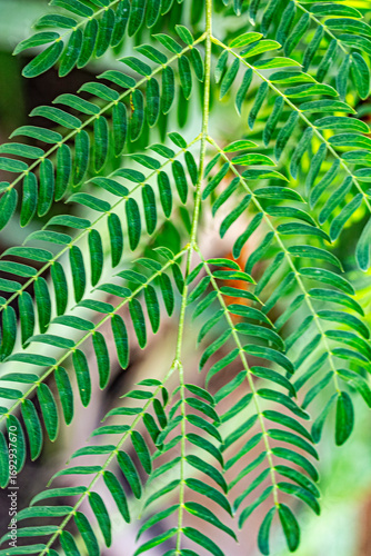Принти на полотні The ferns are a group of vascular plants that reproduce via spores and have neither seeds nor flowers