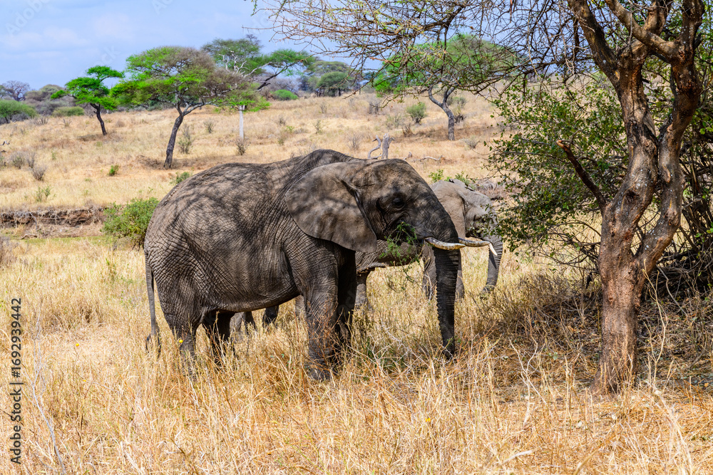 Naklejka premium African elephant (Loxodonta) at the Serengeti national park, Tanzania. Wildlife photo