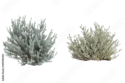 Sagebrush Shrub Isolated on Transparent Background. Green Sagebrush Plant Cutout PNG.