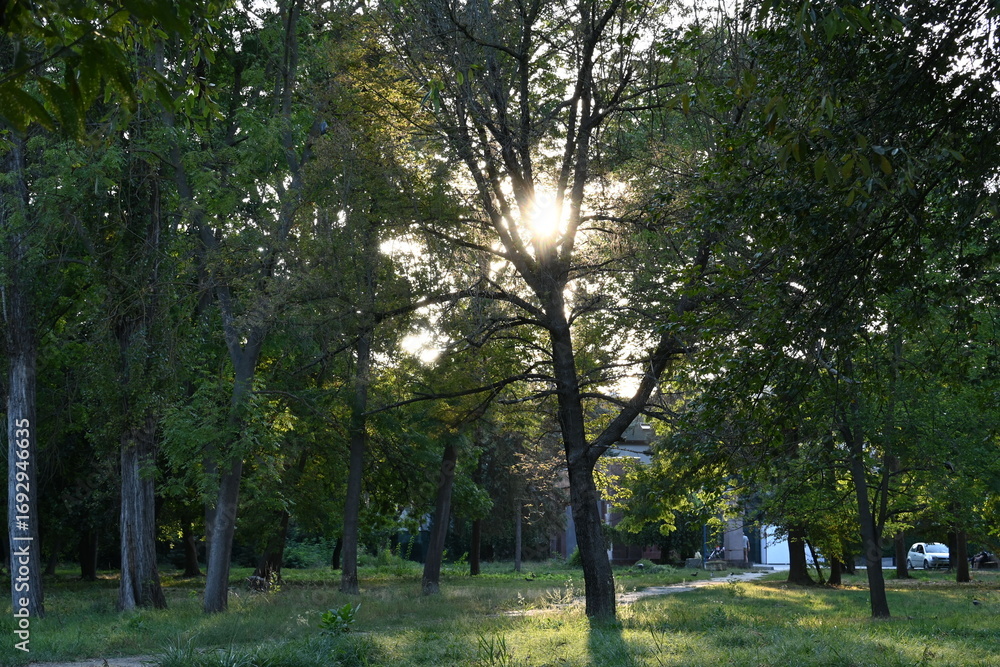 Obraz premium trees in the park
