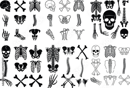 Skeleton Bone Parts Silhouette Icon Vector Set Anatomical Elements and Human Skeleton Silhouette Collection