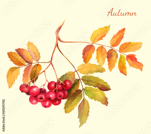 Watercolor rowan branch with red berries and yellow autumn leaves. Hand painted botanical illustration for seasonal design, cards, posters, harvest and Thanksgiving decoration.