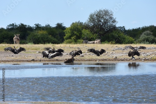 Geier am Wasserloch Klein-Namutoni im Etoscha Nationalpark