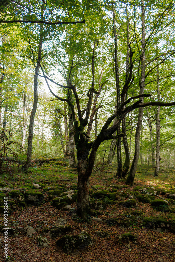 Fototapeta premium Fotografía en el Bosque, con hojas en el suelo