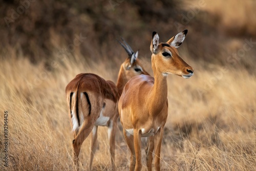 Grant's Gazelle in the dry Savannah at the Samburu National park in Kenya