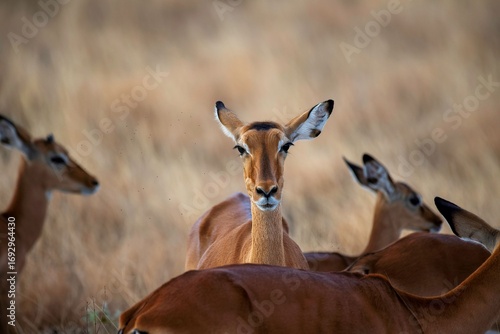 Grant's Gazelle in the dry Savannah at the Samburu National park in Kenya
