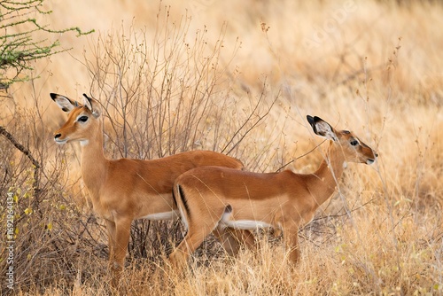 Grant's Gazelle in the dry Savannah at the Samburu National park in Kenya