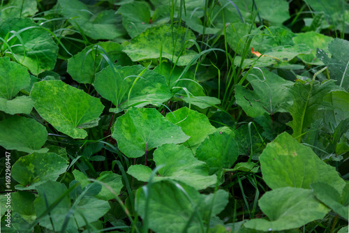 Wallpaper Mural Leaves of the medicinal plant mother-and-stepmother, tussilago farfara Torontodigital.ca
