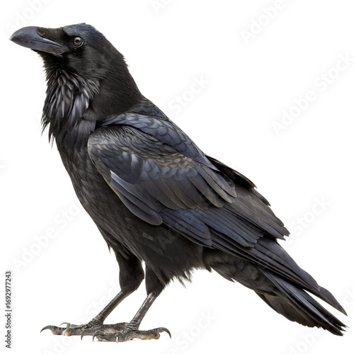 Wallpaper Mural A black raven bird standing on its feet isolated on transparent background Torontodigital.ca