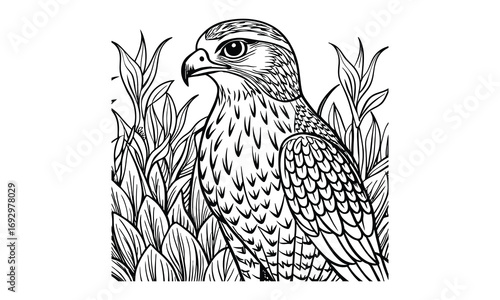 Hawk Kids t shirt design silhouette and vector line art, Detailed High-Quality Line Art, Suitable for Adult Coloring Books, Stress Relief, Relaxation, and Printable Art Therapy Projects.