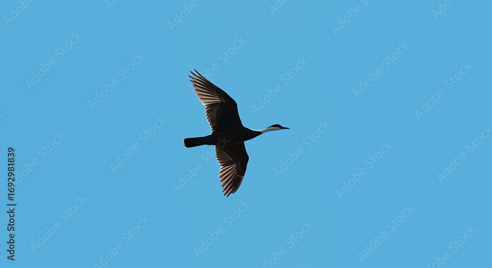 Obraz premium Bird soaring in a clear sky