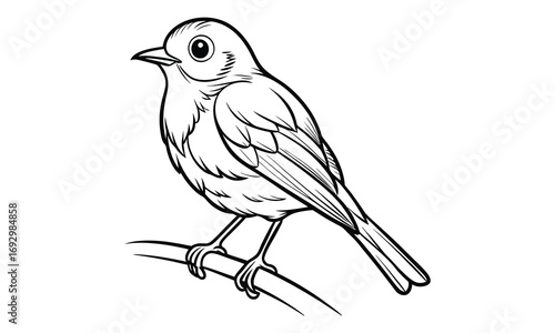 Robin Kids t shirt design silhouette and vector line art, Detailed High-Quality Line Art, Suitable for Adult Coloring Books, Stress Relief, Relaxation, and Printable Art Therapy Projects.