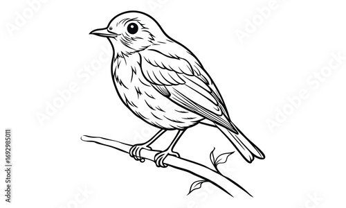 Robin Kids t shirt design silhouette and vector line art, Detailed High-Quality Line Art, Suitable for Adult Coloring Books, Stress Relief, Relaxation, and Printable Art Therapy Projects.