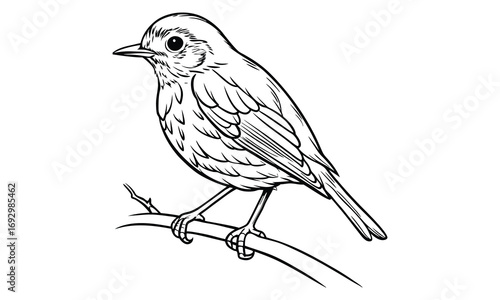 Robin Kids t shirt design silhouette and vector line art, Detailed High-Quality Line Art, Suitable for Adult Coloring Books, Stress Relief, Relaxation, and Printable Art Therapy Projects.