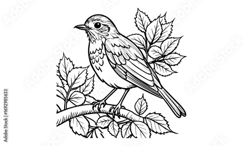 Robin Kids t shirt design silhouette and vector line art, Detailed High-Quality Line Art, Suitable for Adult Coloring Books, Stress Relief, Relaxation, and Printable Art Therapy Projects.