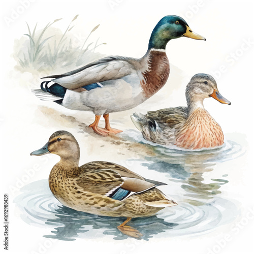 Watercolor painting of three mallard ducks on water and land