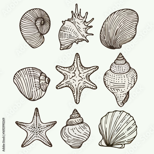 Collection Various Outline Black And White Drawing Seashells. Set Hand Drawn Doodle Snails and Shells, Starfish sketch Illustrations. Line Art Coastal Themes. Sea Elements, Marine Mollusks, Corals