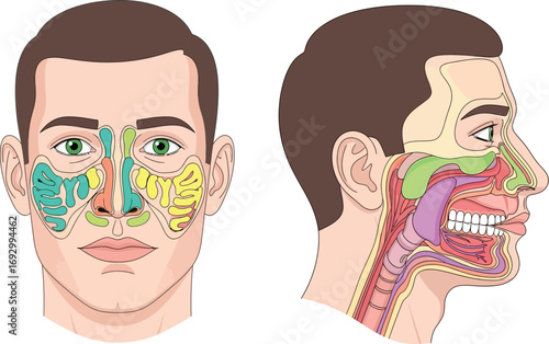 Detailed illustration of human nasal and sinus anatomy