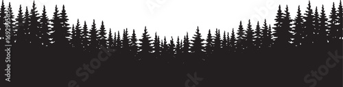 Silhouette of a dense forest of pine trees on a white background evergreen