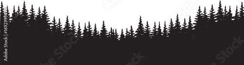 Silhouette of a dense forest of pine trees on a white background evergreen
