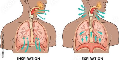 Diagram illustrating the process of human respiration, showing air entering and exiting the lungs during inspiration and expiration.