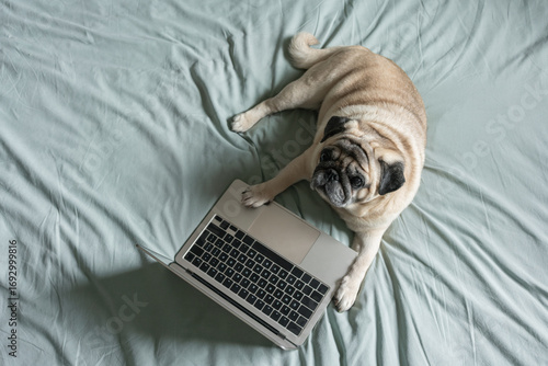 Cute beige pug dog lying on bed next to laptop. Concept of online work, study or shopping. Copy space