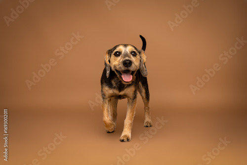 Happy Dog Walking Forward on Brown Studio Background