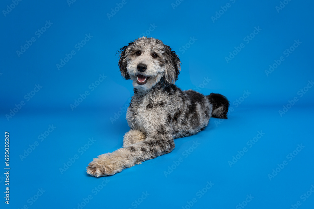 Fototapeta premium Smiling Dog Resting on Blue Studio Backdrop