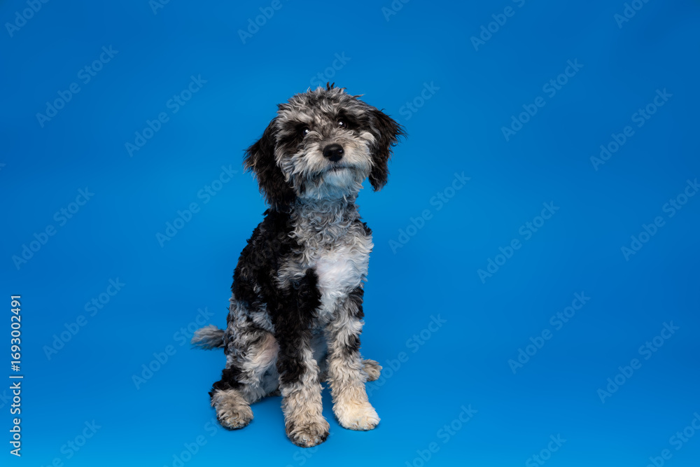Fototapeta premium Small Dog Sitting on Blue Studio Background