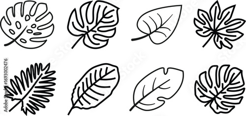 Tropical Palm branch botany leaf plant fern botanical icon vector set collection illustration png transparent background