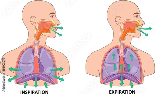 Diagram illustrating the mechanics of human breathing, showing diaphragm movement during inspiration and expiration.