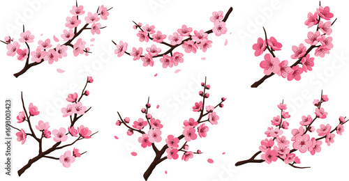 cherry blossom branch