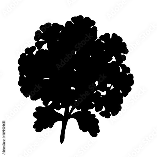 Black parsley herb silhouette vector illustration culinary ingredient cooking food garnish plant leaf isolated