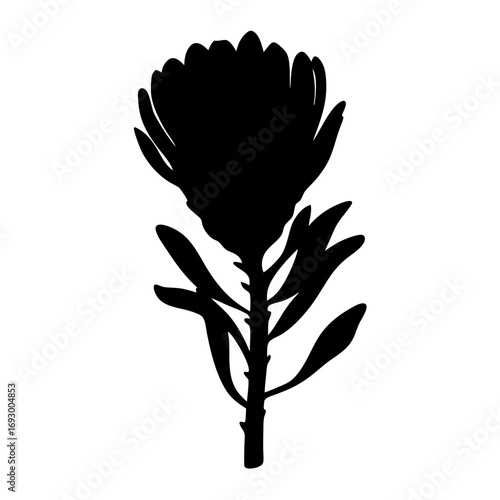 King protea flower silhouette vector illustration botanical floral design element isolated plant graphic art