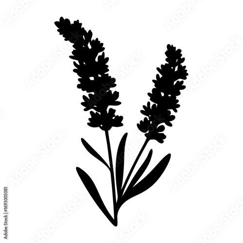 Lavender flower vector illustration silhouette for aromatherapy and essential oil designs art
