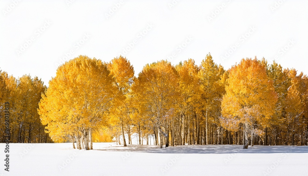 Fototapeta premium golden aspen trees in a row on snowy ground isolated on white