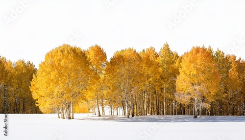 golden aspen trees in a row on snowy ground isolated on white