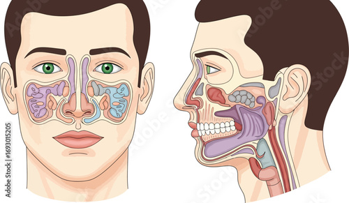 Detailed anatomical illustration of human nasal passages and sinuses, showing internal structures