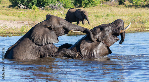 Photography Two elephants in the Chobe river in Botswana with a third on the bank