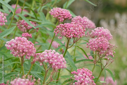 Pink Asclepias incarnata, swamp milkweed, in flower.