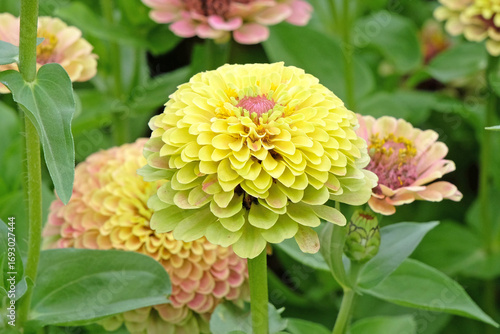 Pink, yellow and lime green Zinnia elegans, or common zinnia ‘Queen Lime Blush’ in flower.