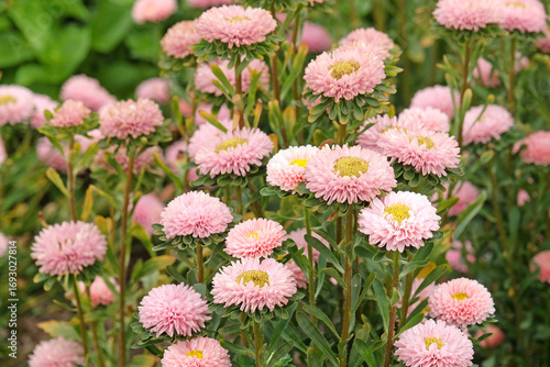 Pale Pink Callistephus chinensis, ‘Matsumoto Apricot’Annual Aster, China Aster in flower.