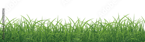 Green Grass Border With White Background