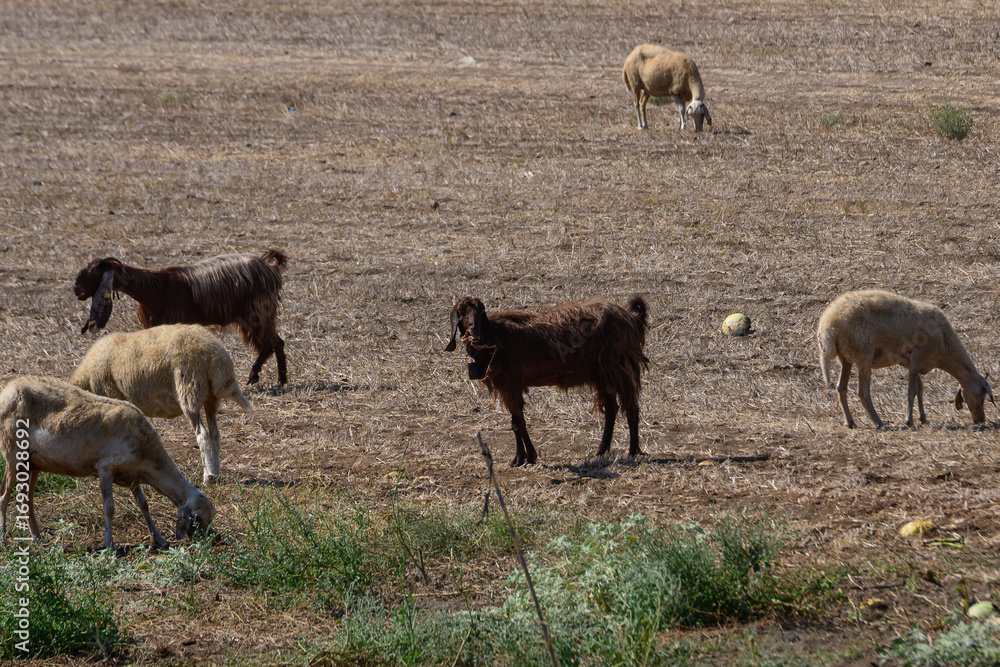 Fototapeta premium Cyprus Long-Eared Goats and Sheep Grazing in Pasture