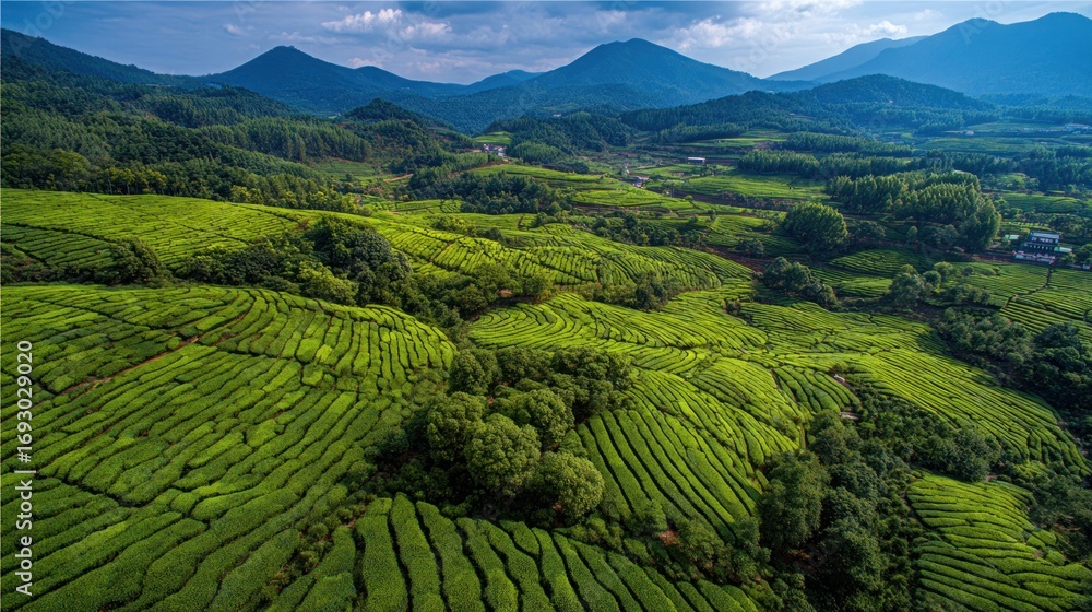 Fototapeta premium Serene Green Tea Terraces in Mountainous Landscape